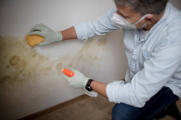 Best Emergency Mold Removal  in Scaggsville, MD