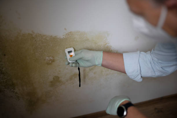 Best Mold Remediation Experts  in Scaggsville, MD