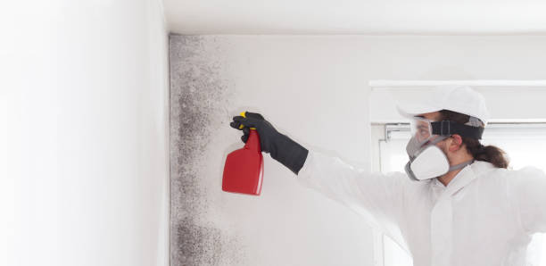 Home Mold Removal in Scaggsville, MD