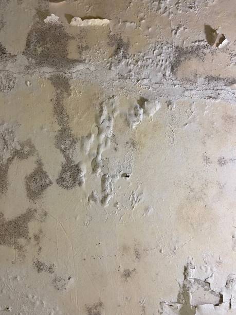 Best Best Mold Removal Companies  in Scaggsville, MD