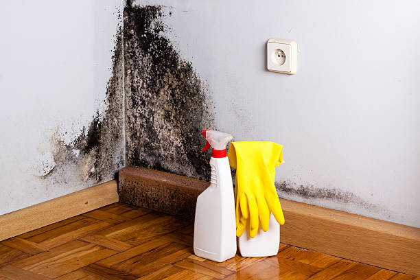 Best Office Mold Removal Services  in Scaggsville, MD