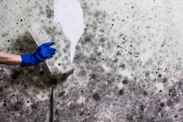 Best Mold Removal Near Me  in Scaggsville, MD